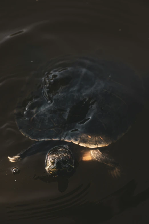 turtle head in water with another turtle behind it
