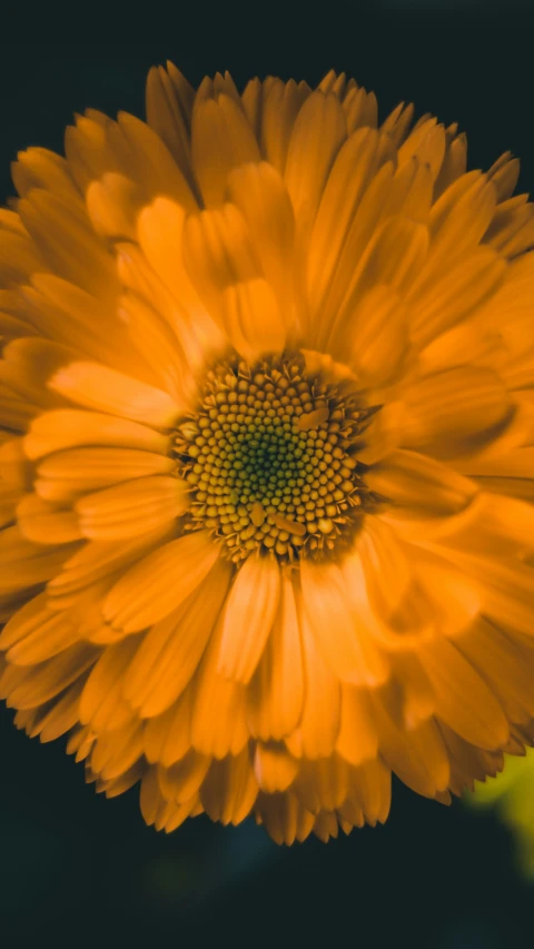 a closeup of a bright yellow daisy