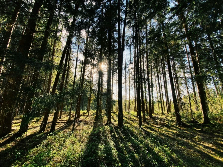 the shadow on the ground shows the woods and trees