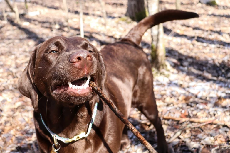 a close up of a dog on a leash