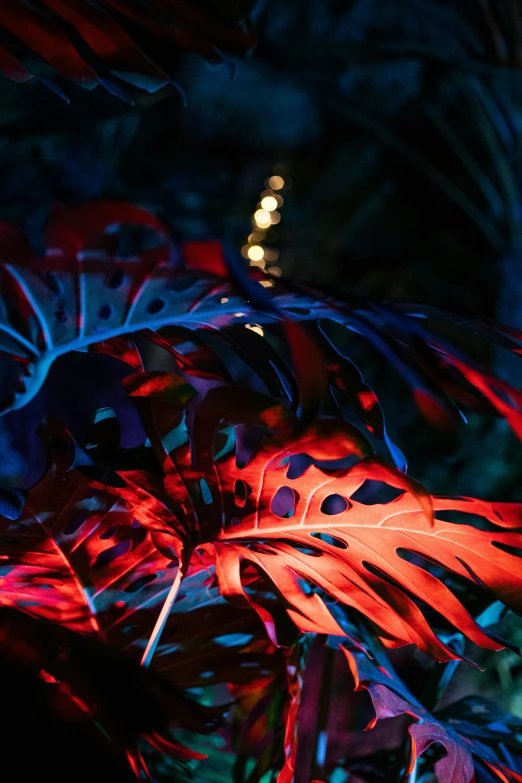 a black and red po of a plant with purple lighting