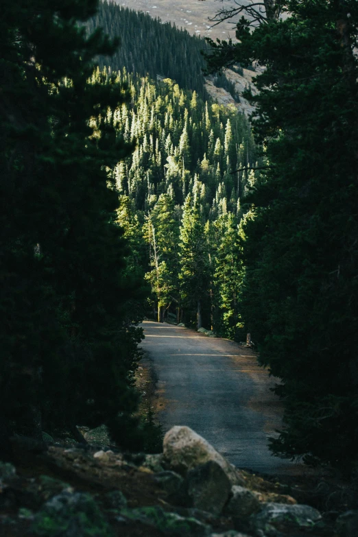 there is a large pine tree on the side of the road