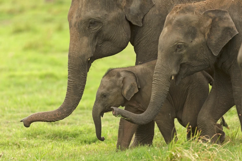 a baby elephant stands close to it's parent