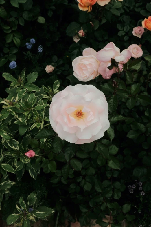 several roses that are in some green leaves