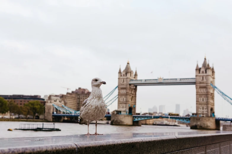 a small bird stands on a concrete ledge in front of a river and bridge