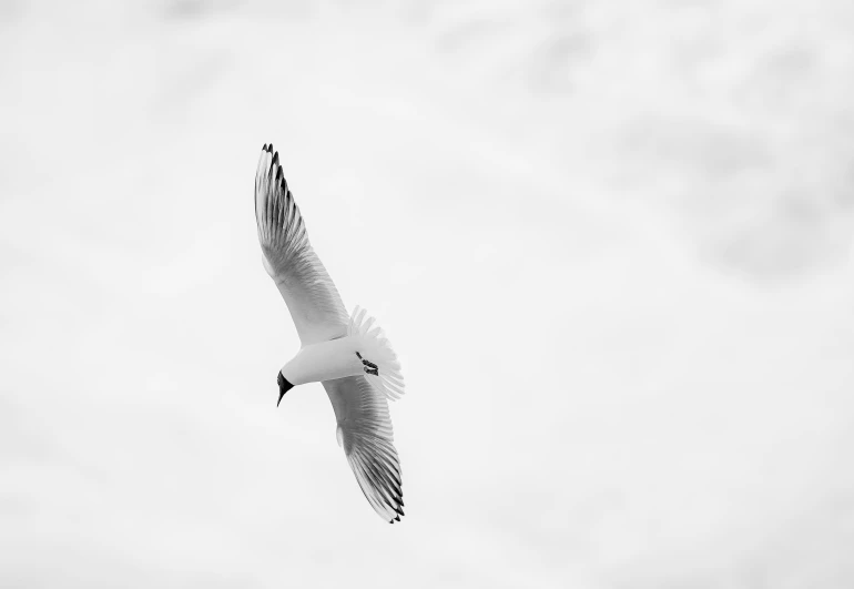 a white bird is flying against a gray sky