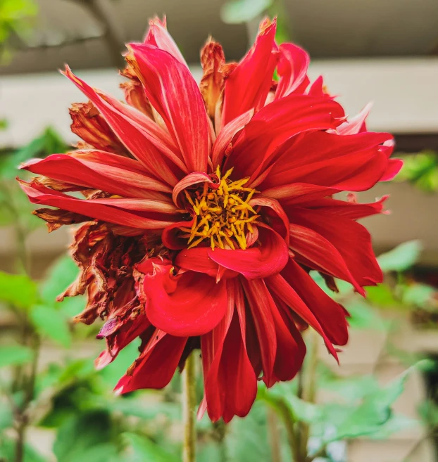 a closeup of a red flower with large leaves