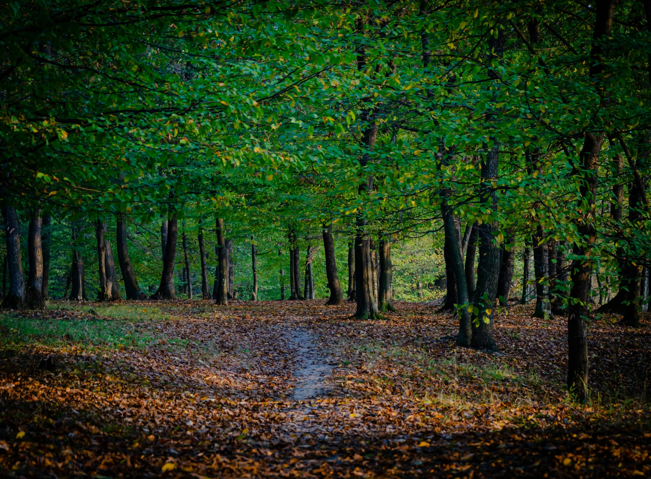 a path through a forest surrounded by lots of trees