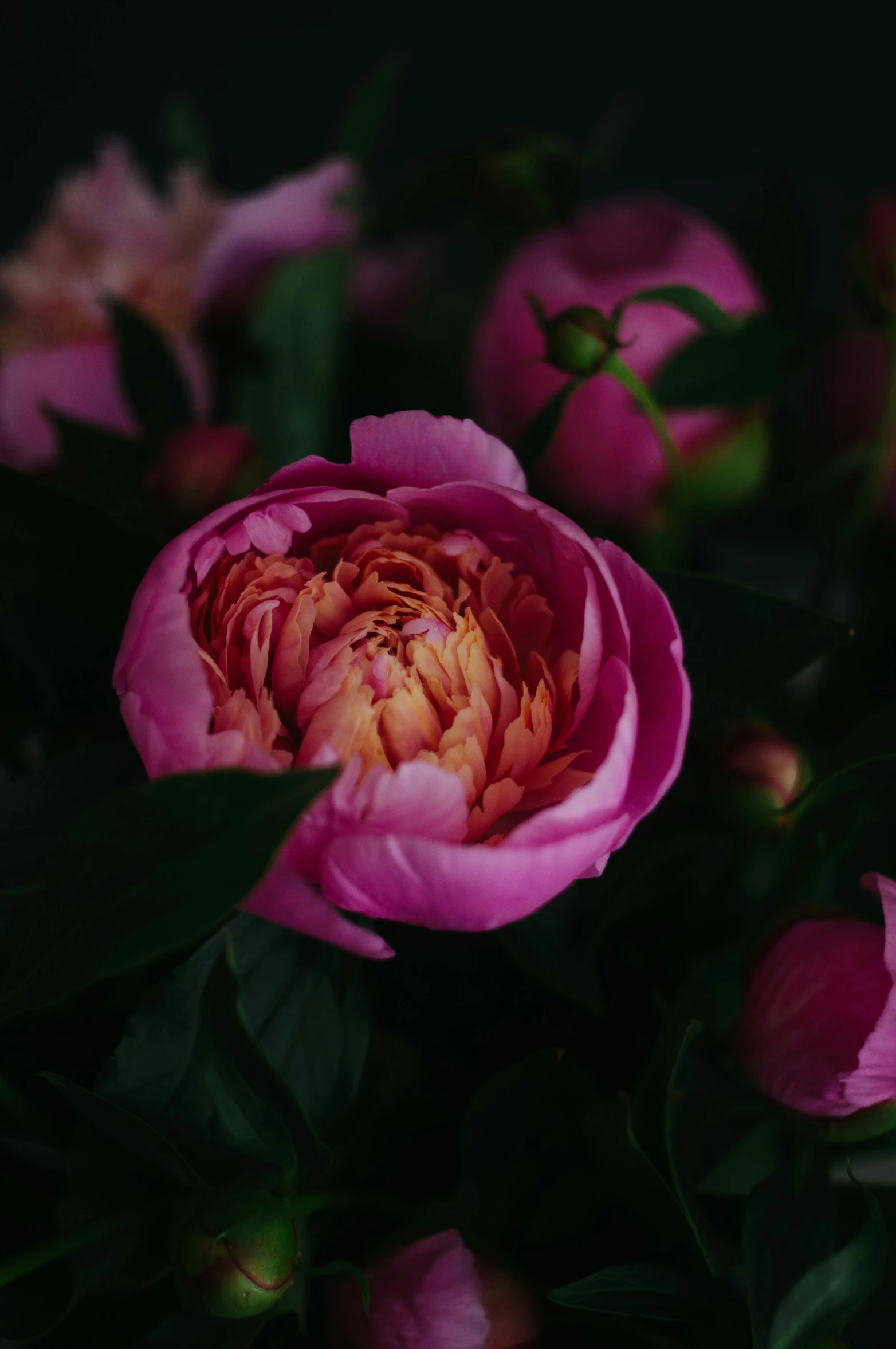 there is a flower with several pink and orange petals