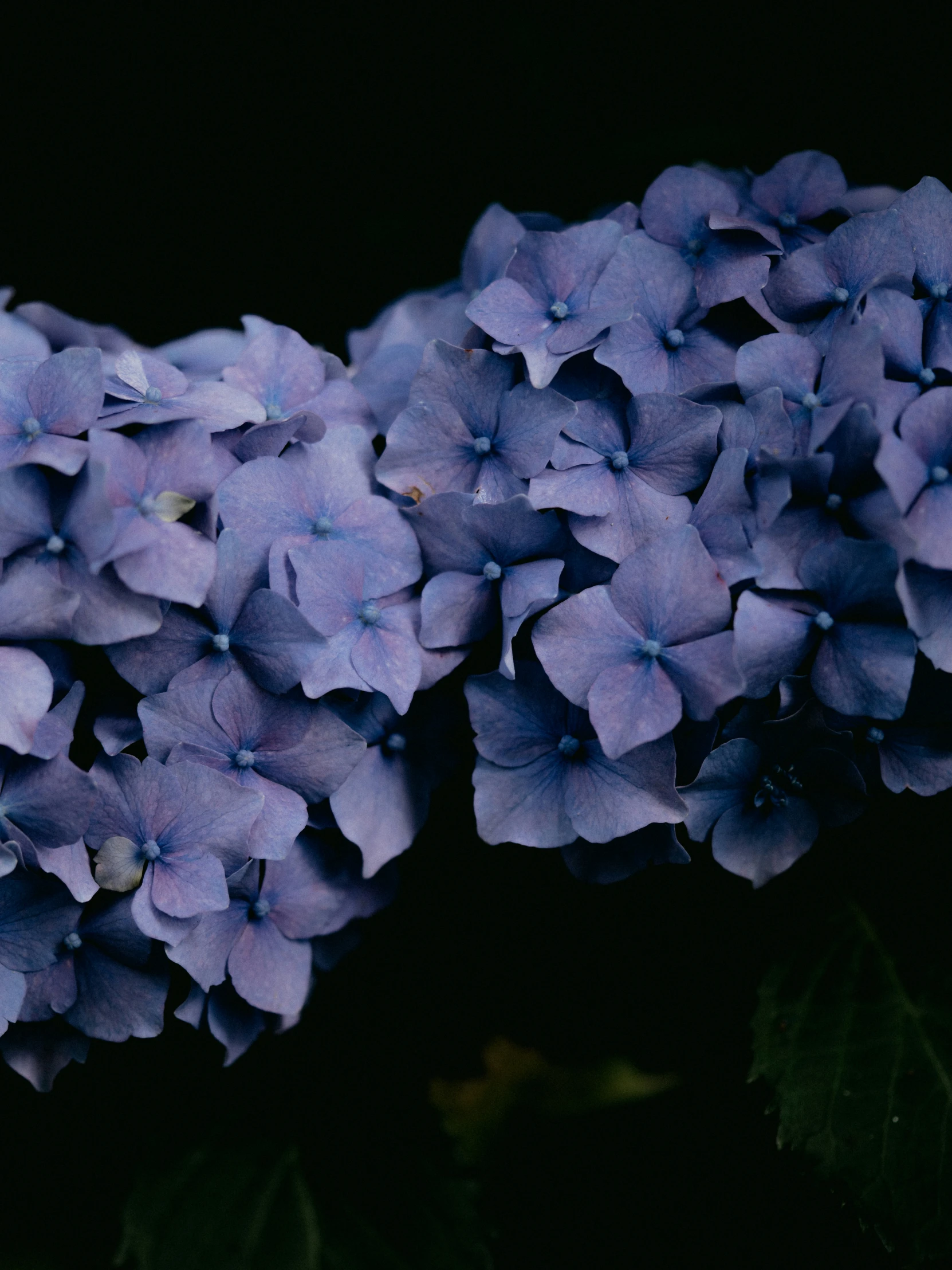 three large, blue flowers with one stem out of it