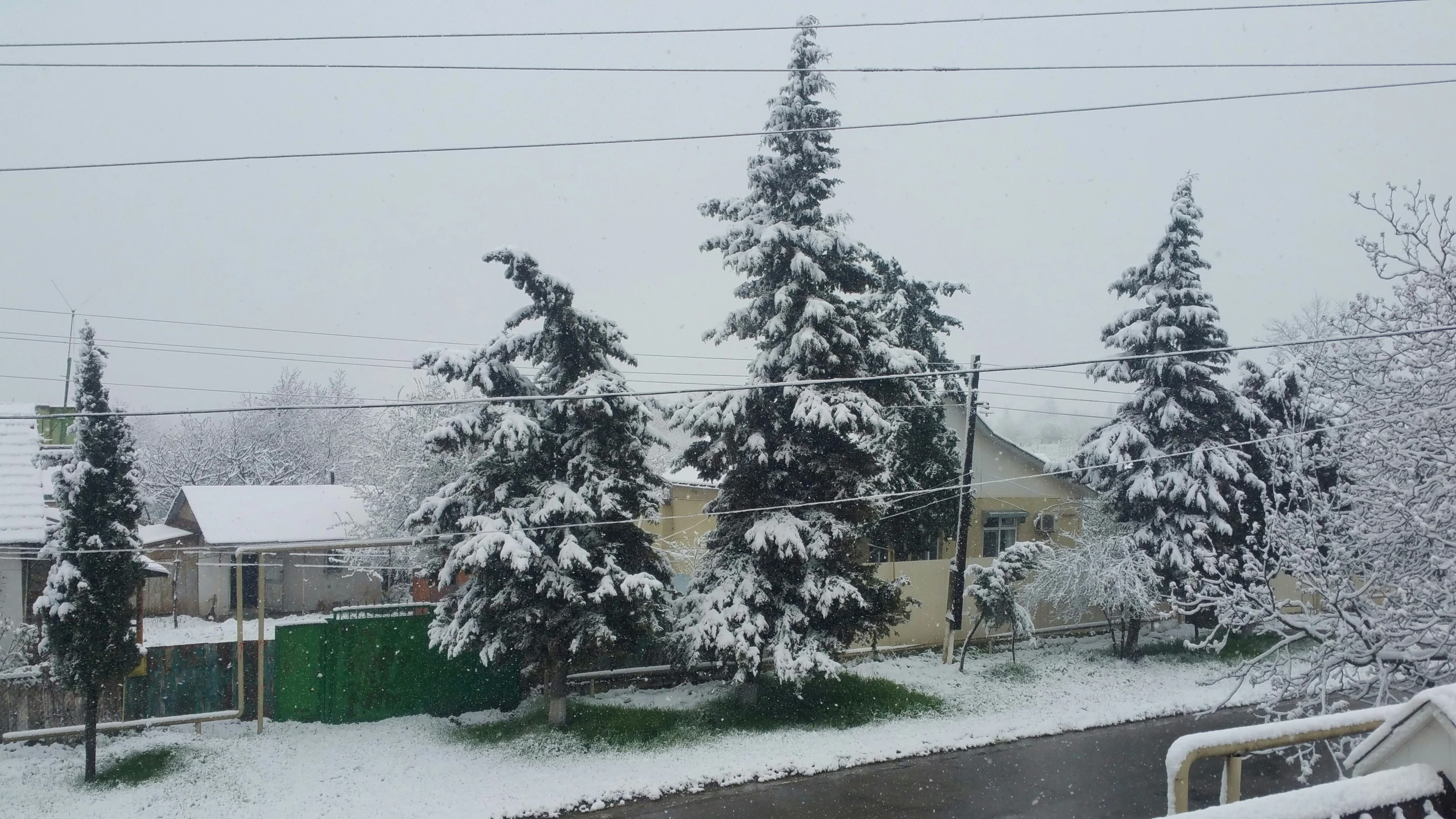 trees in snow with power lines above them