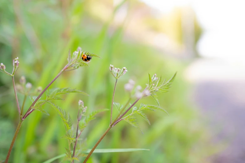 a red bug sitting on top of a grass covered field