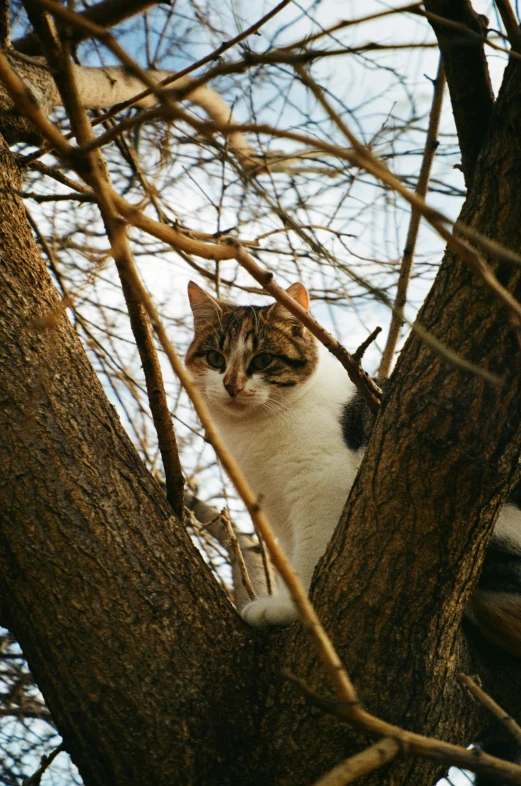 the cat is sitting in a tree looking out