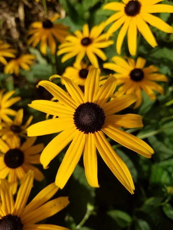 yellow flowers with large black centers sitting in front of green foliage