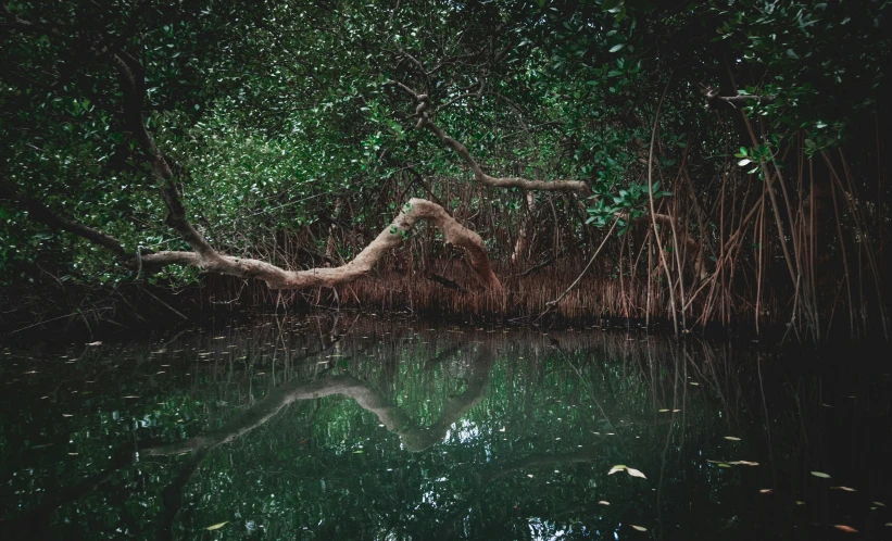 a river in the forest full of water with trees growing out