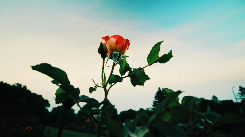 single red rose bud in front of blue sky with green leaves