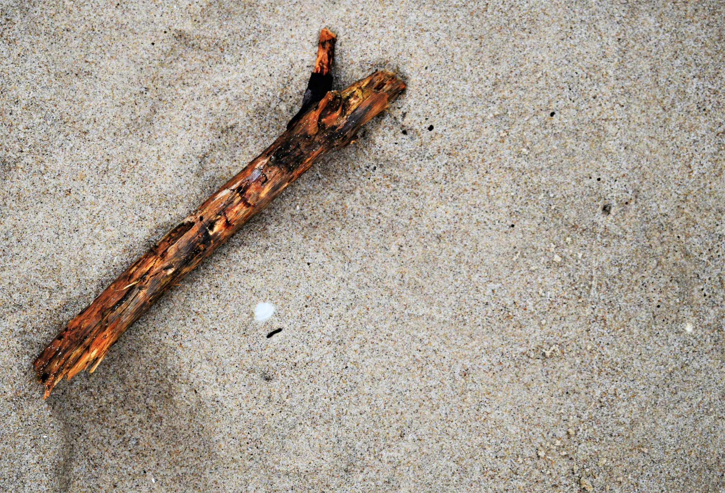 there is an old stick in the sand on the beach