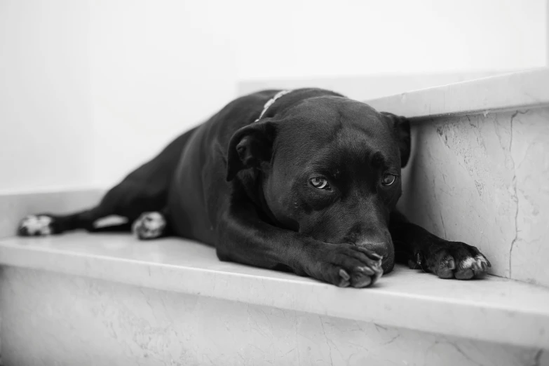 a black dog lying down on a white ledge