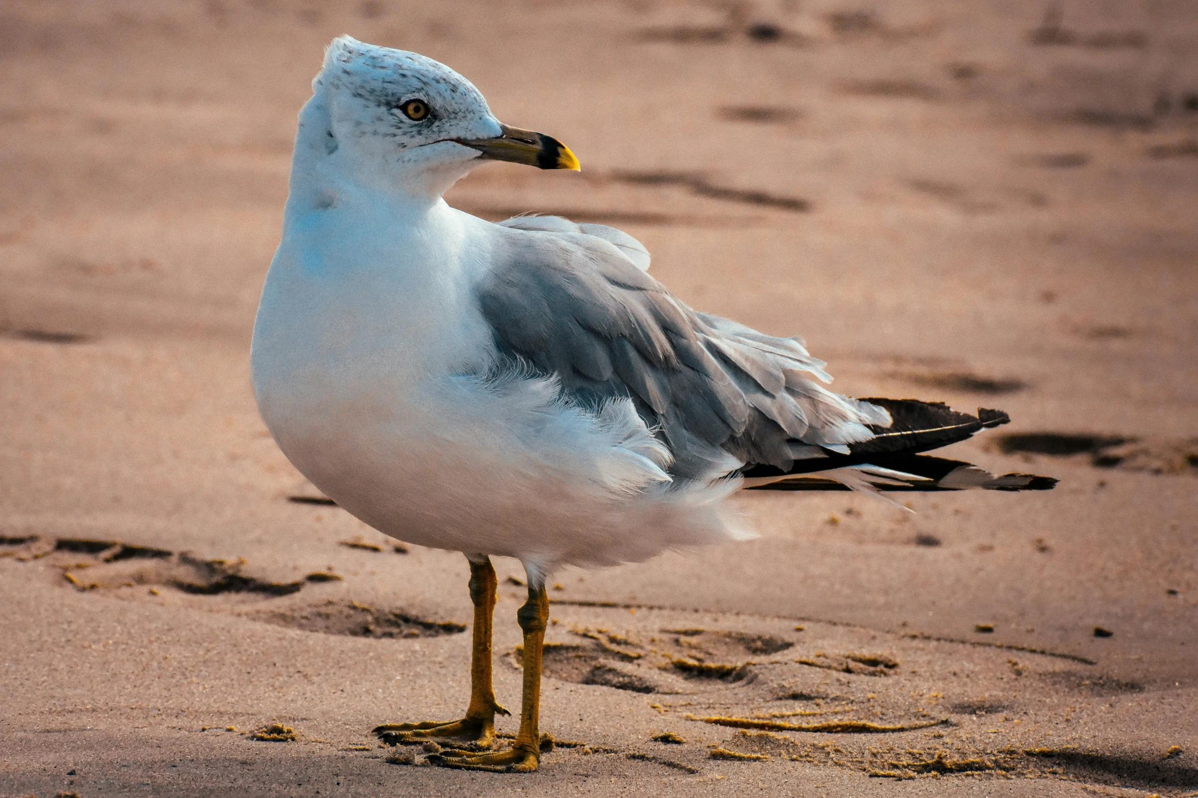 a bird is standing on a beach near the water