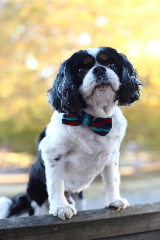 black and white dog with a bow tie sitting on a rail