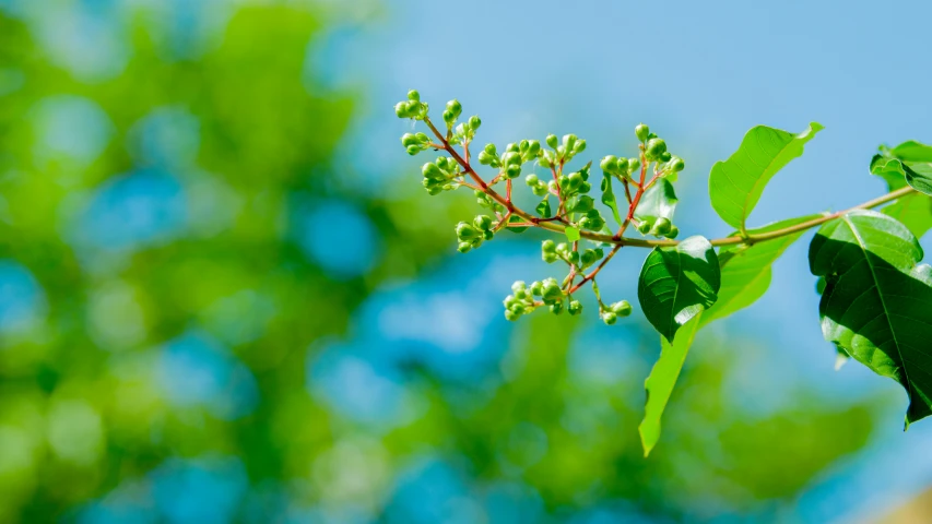 small green plants are growing on the tree