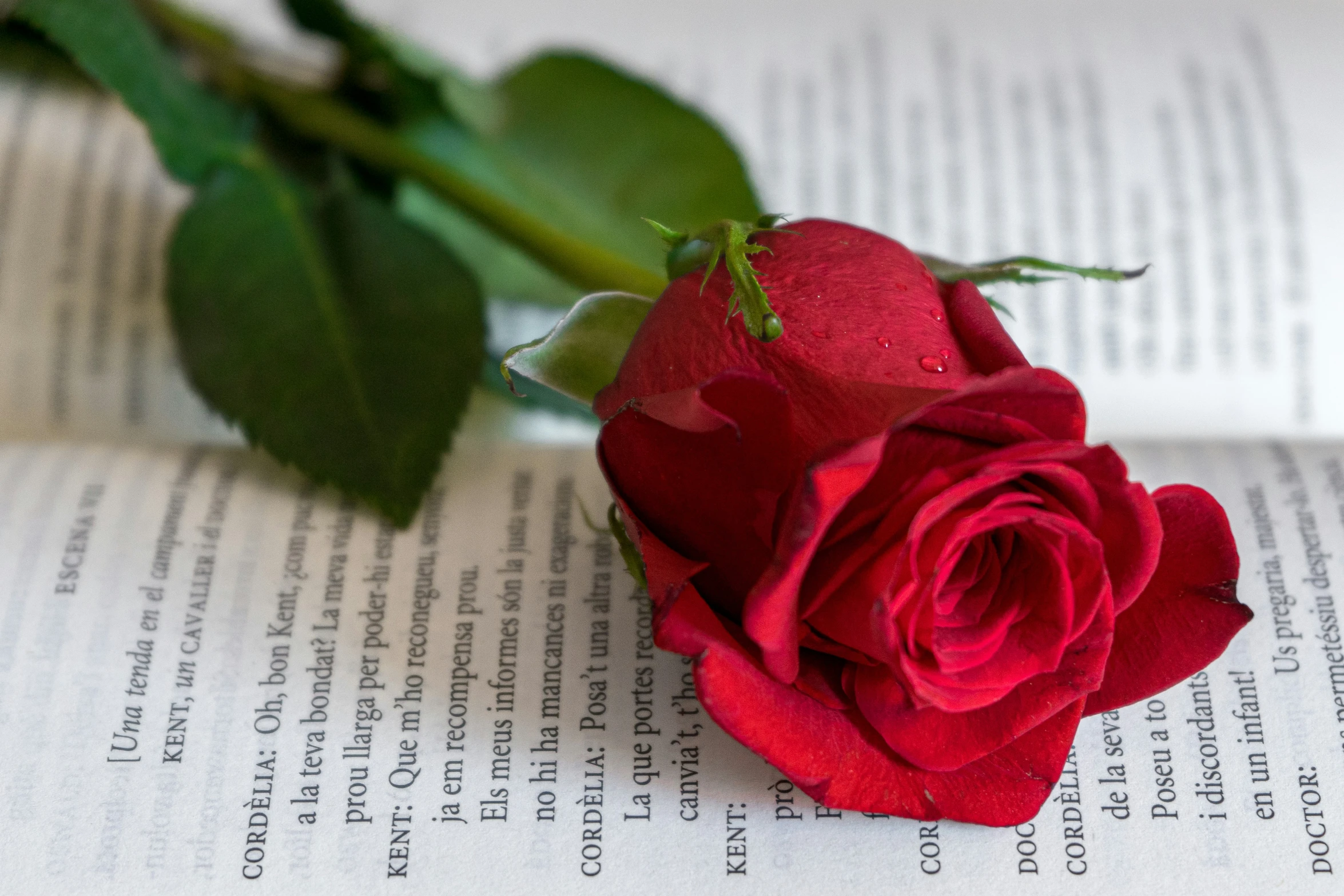 a single red rose is on a book