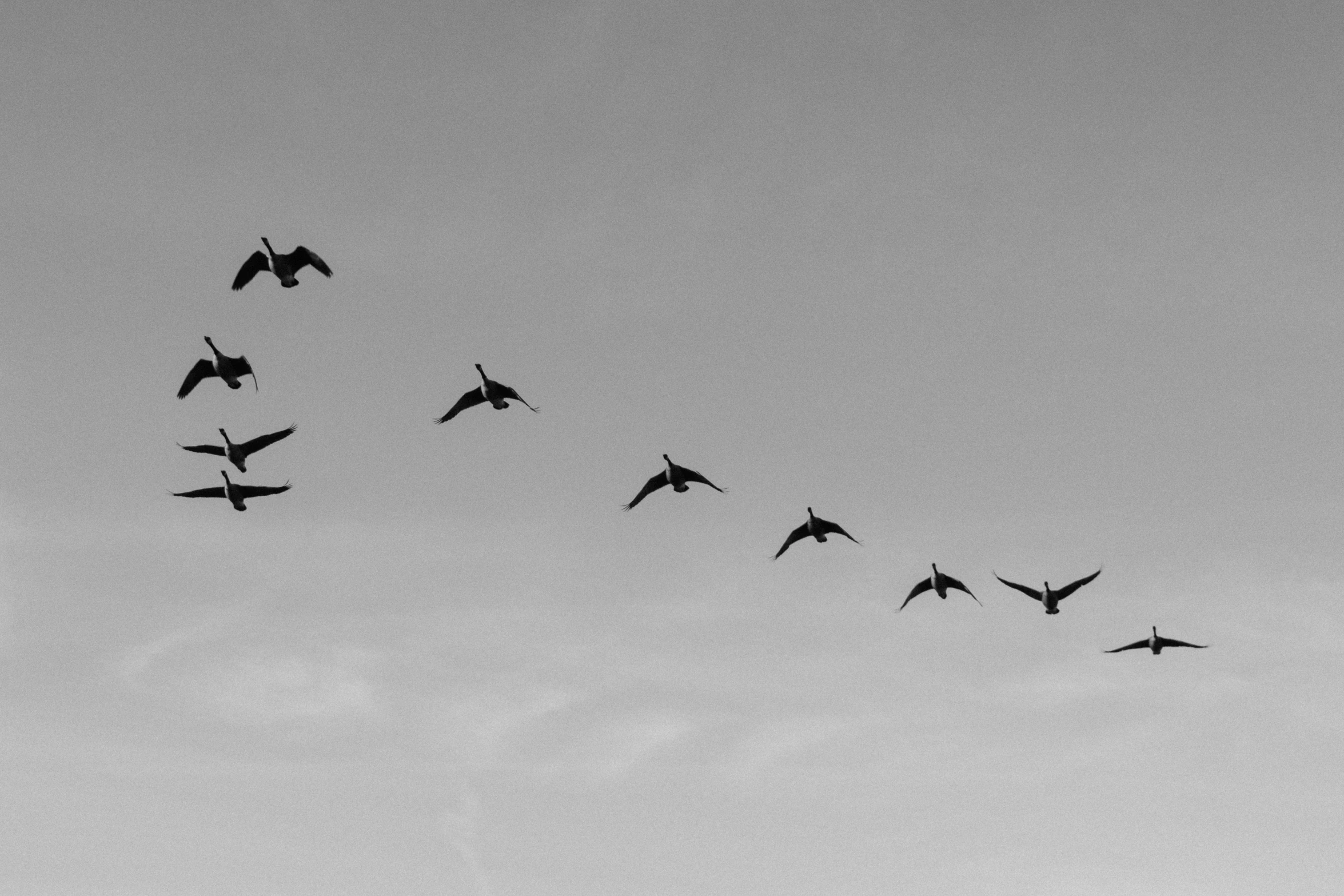 there are many birds flying in the sky