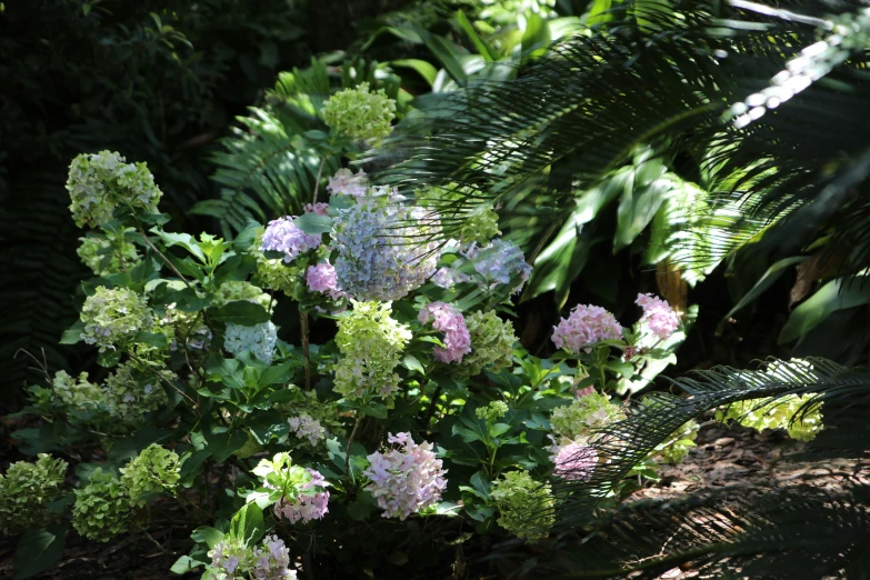 a picture of some pink and green flowers