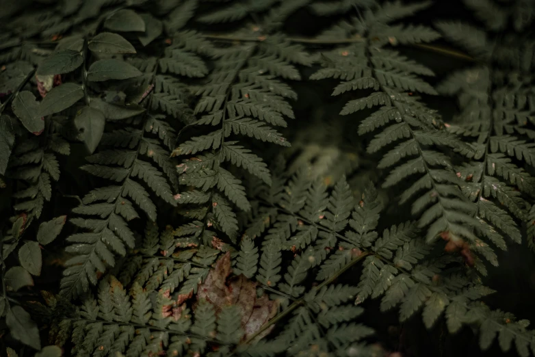 this is a close up view of leaves