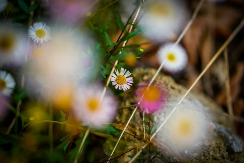 small white flowers growing out of the grass