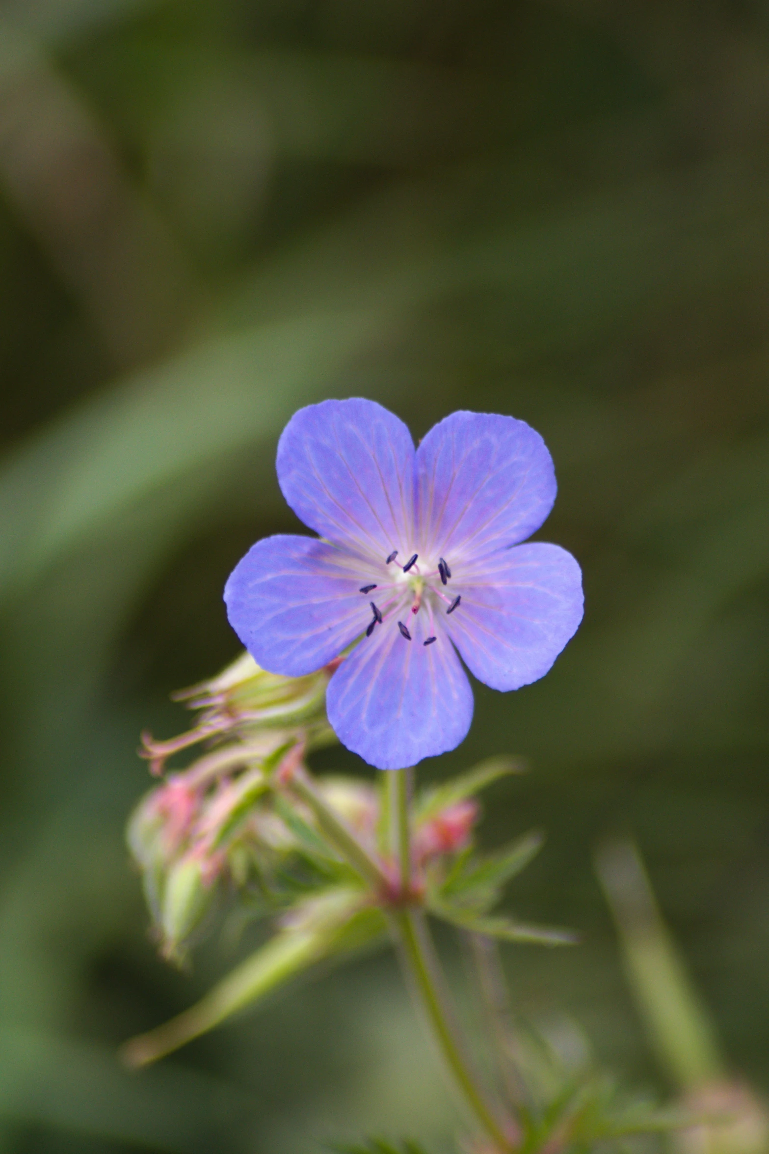 a close - up of a blue flower with green plants