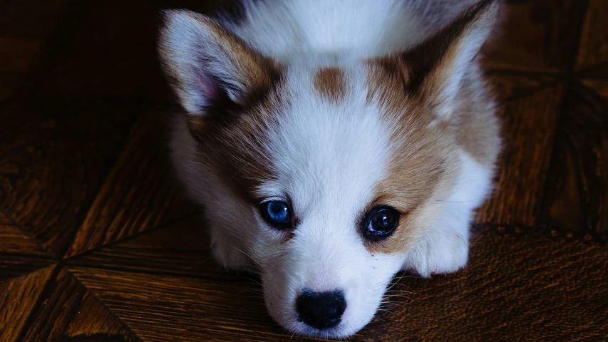 a small brown and white dog laying on the floor