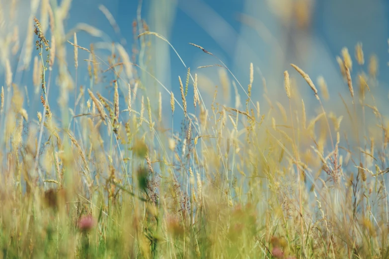 close up of tall green grass with sky in the background