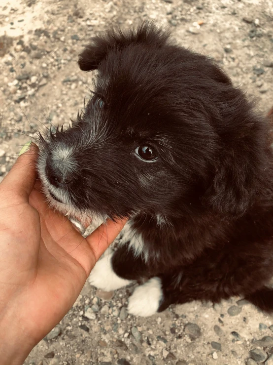 there is a tiny dog that is sitting on the ground