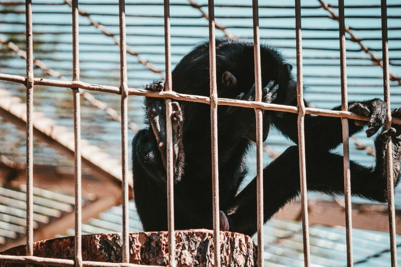a caged up monkey sits inside of a cage