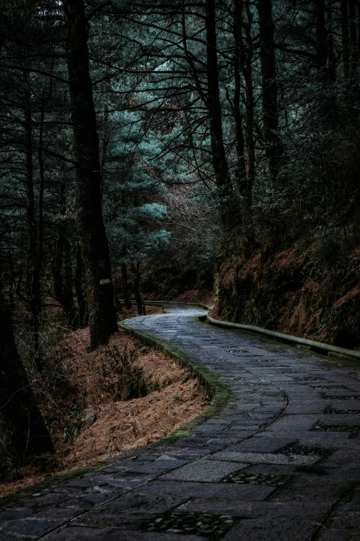 a deserted dark road lined with trees during the day