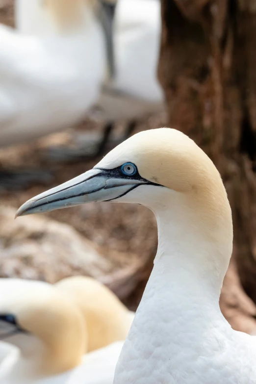 a close up of some birds near one another