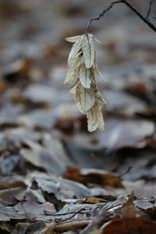 a plant with brown leaves in a forest