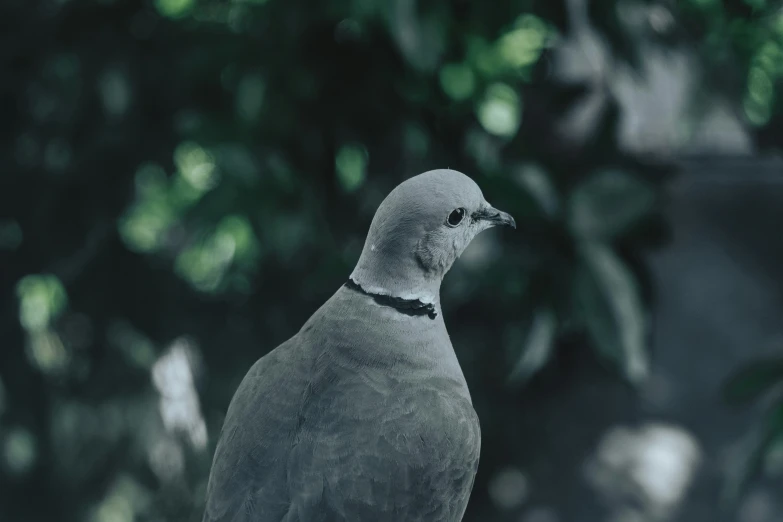 the bird is looking up from the tree