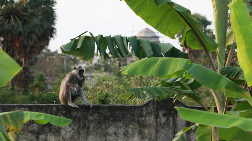 a monkey is sitting on a cement wall near banana plants