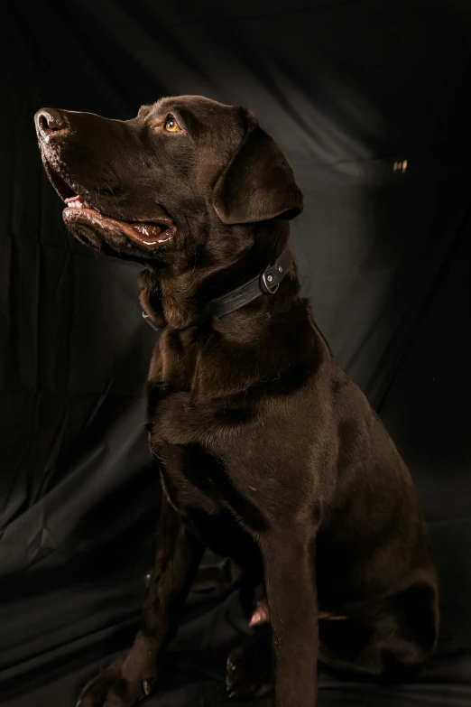 a brown dog sits in the dark, wearing a collar