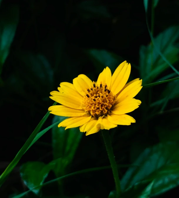 a yellow flower sits alone on the grass