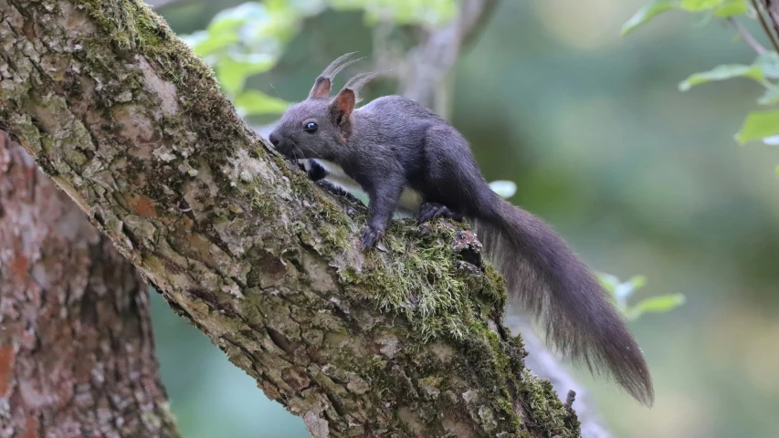 a squirrel with large paws climbing a tree