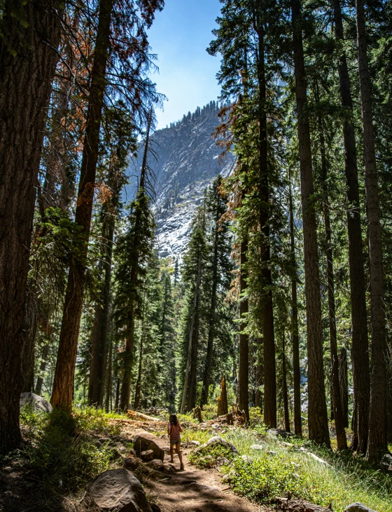 a woman walking along a dirt road through a pine forest