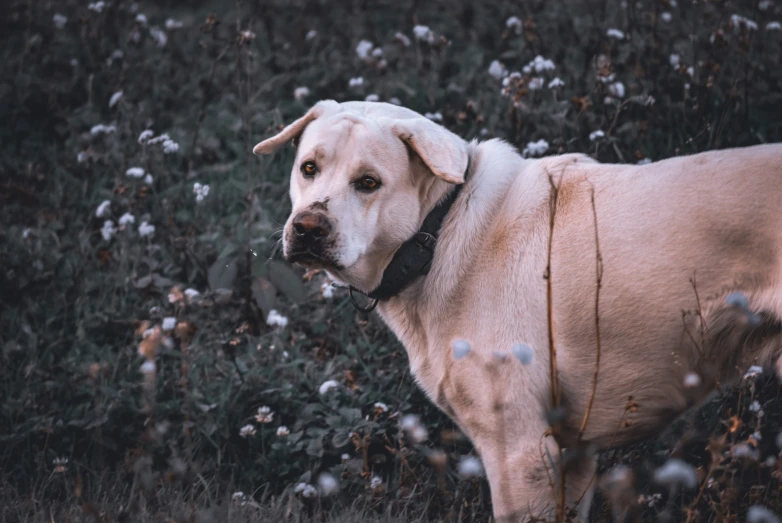 a large white dog is standing in tall grass