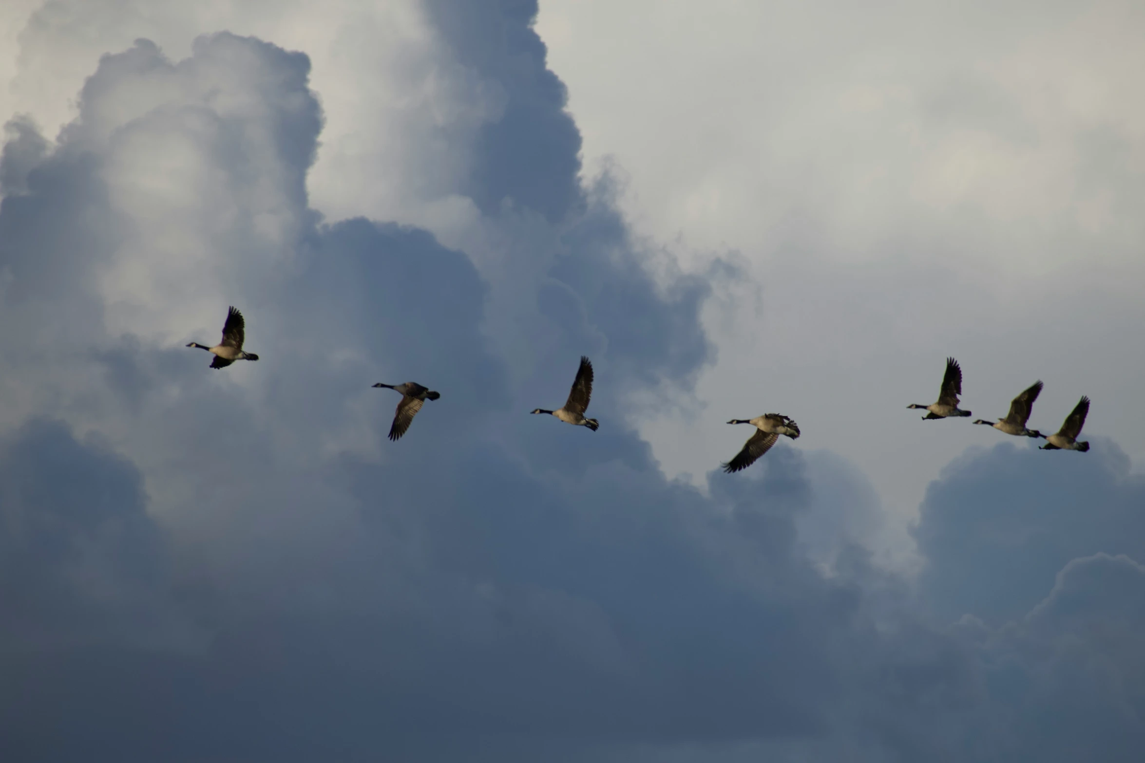 birds flying in formation across a cloud filled sky