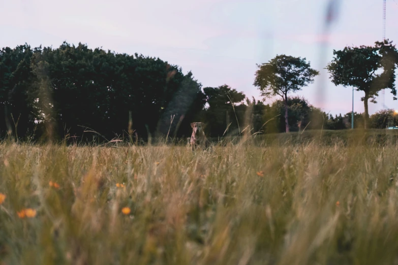 an adult giraffe in grassy field during sunset