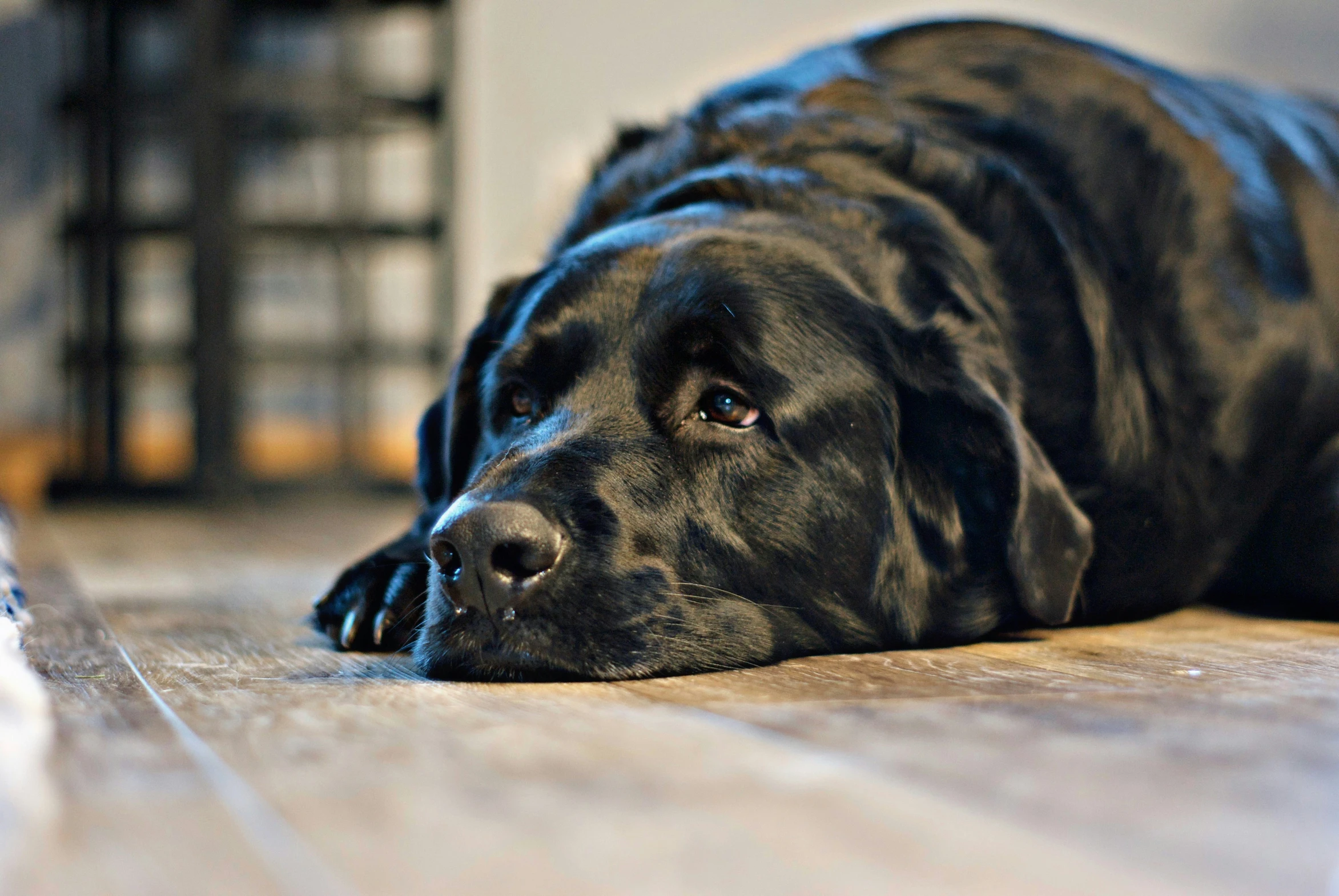 a black dog lays down on the floor