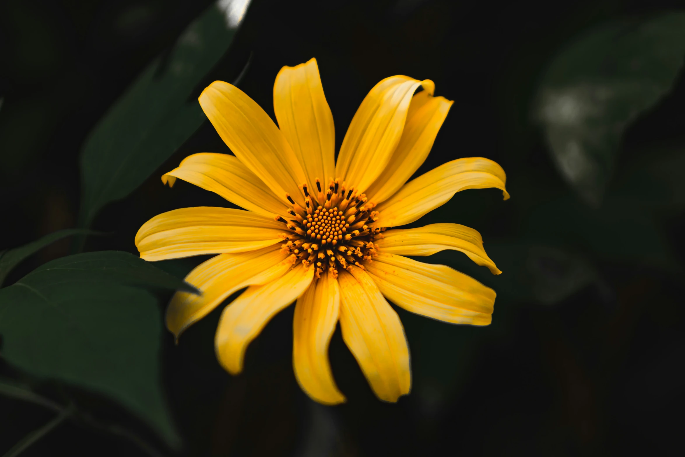 the close up image of a bright yellow flower