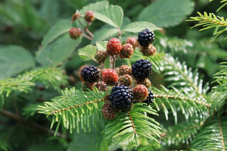 a green plant with berries on the nch